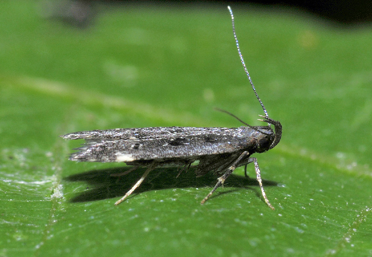 4 Gelechiidae - Dichomeris alacella